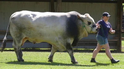 2026 Murwillumbah Show